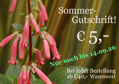 Sommer-Gutschrift