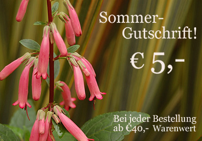 Sommer-Gutschrift