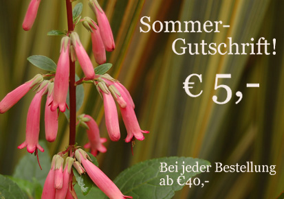 Sommer Gutschrift € 5,-