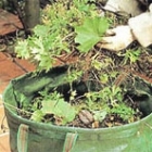 Aufräumen und Kompostieren