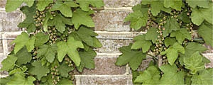 Beerensträucher