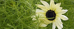 Sommerblumen