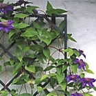 Rankhilfen und Staudenhalter