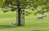 Neugepflanzte Bäume schützen.