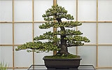 Bonsai pflegen.