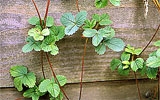 Erdbeeren Ausläufer entfernen oder eintopfen.