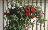Blumenampel bepflanzen.