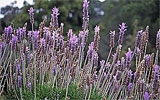 Lavendel zurückschneiden / ernten.