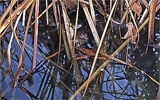 Schilfreste aus dem Teich entfernen.