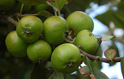 Äpfel ausdünnen