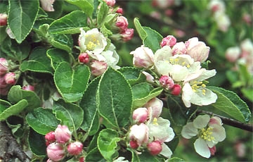 Obstbäume düngen.