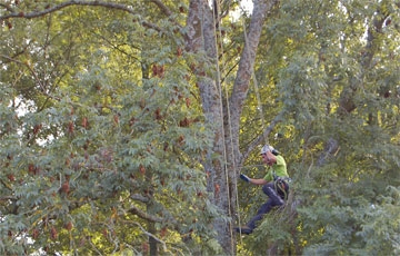 Arbeiten im Baum.