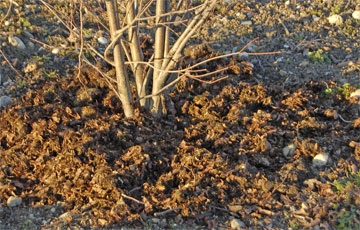 Beerensträucher mulchen.