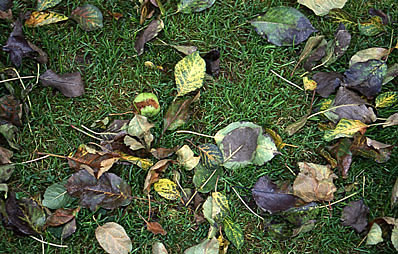 Vom Pilz betroffene Blätter vom Boden entfernen.
