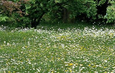 Wiese mähen.