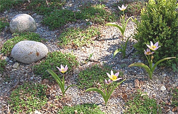 Blumenzwiebeln setzen.