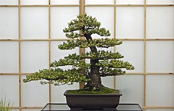 Bonsai pflegen.