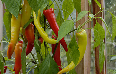 Chilli-Ernte.