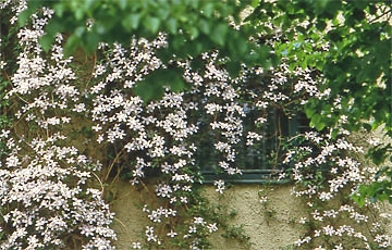 Clematis montana zurückschneiden.