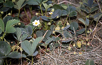 Erdbeeren gegen Schnecken schützen.