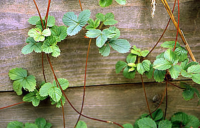 Erdbeeren Ausläufer entfernen oder eintopfen.