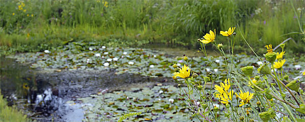 Gartenteich