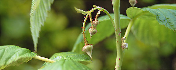 Himbeeren