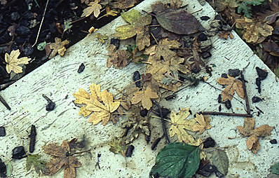 Letztes Herbstlaub zusammenkehren.