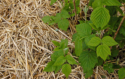 Himbeeren mulchen.