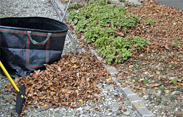 Liegengelassenes Herbstlaub aus Staudenbeete entfernen.