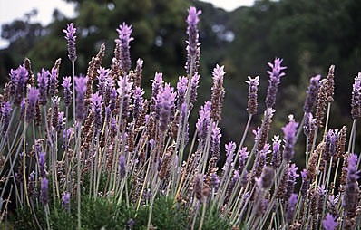 Lavendel zurückschneiden.