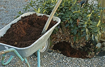 Kokosmulch für Rhododendren.