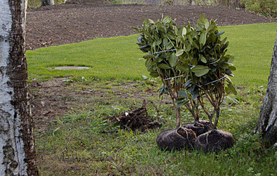 Rhododendren pflanzen.