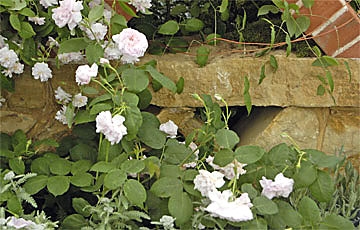 Rosen und Ziersträucher düngen.