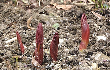 Empfindliche Triebe gegen Frost schützen.