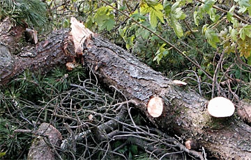 Sturmschäden beseitigen.