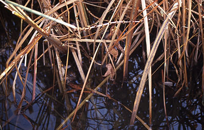 Schilfreste aus dem Teich entfernen.