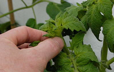 Tomaten laufend entgeizen.