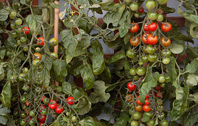 Tomaten regelmäßig düngen.