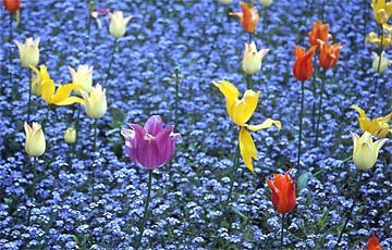 Blumenzwiebeln setzen.