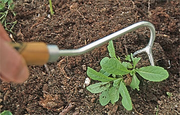 Unkrautjäten im ganzen Garten.