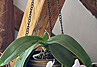 morepic-4