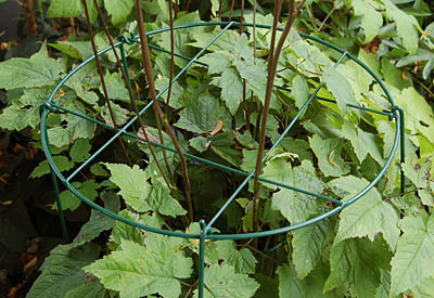 Rundgitter-Staudensttzen | Gartenbedarf-Versand, Richard Ward