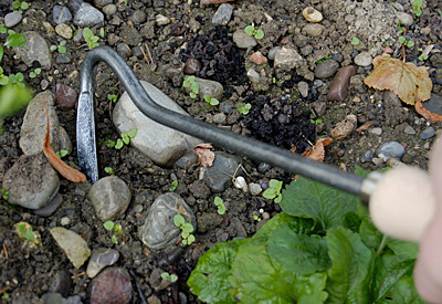 MiniSauzahn GartenbedarfVersand, Richard Ward